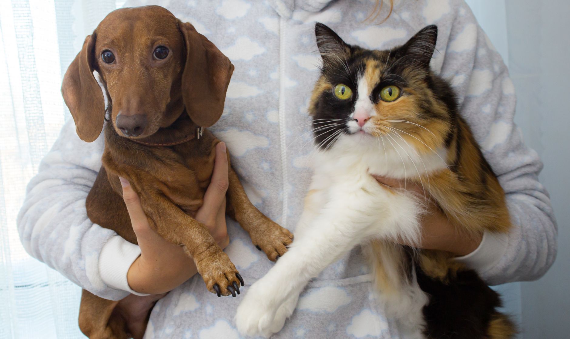 Assurance chien et chat : quel prix en 2026 ?