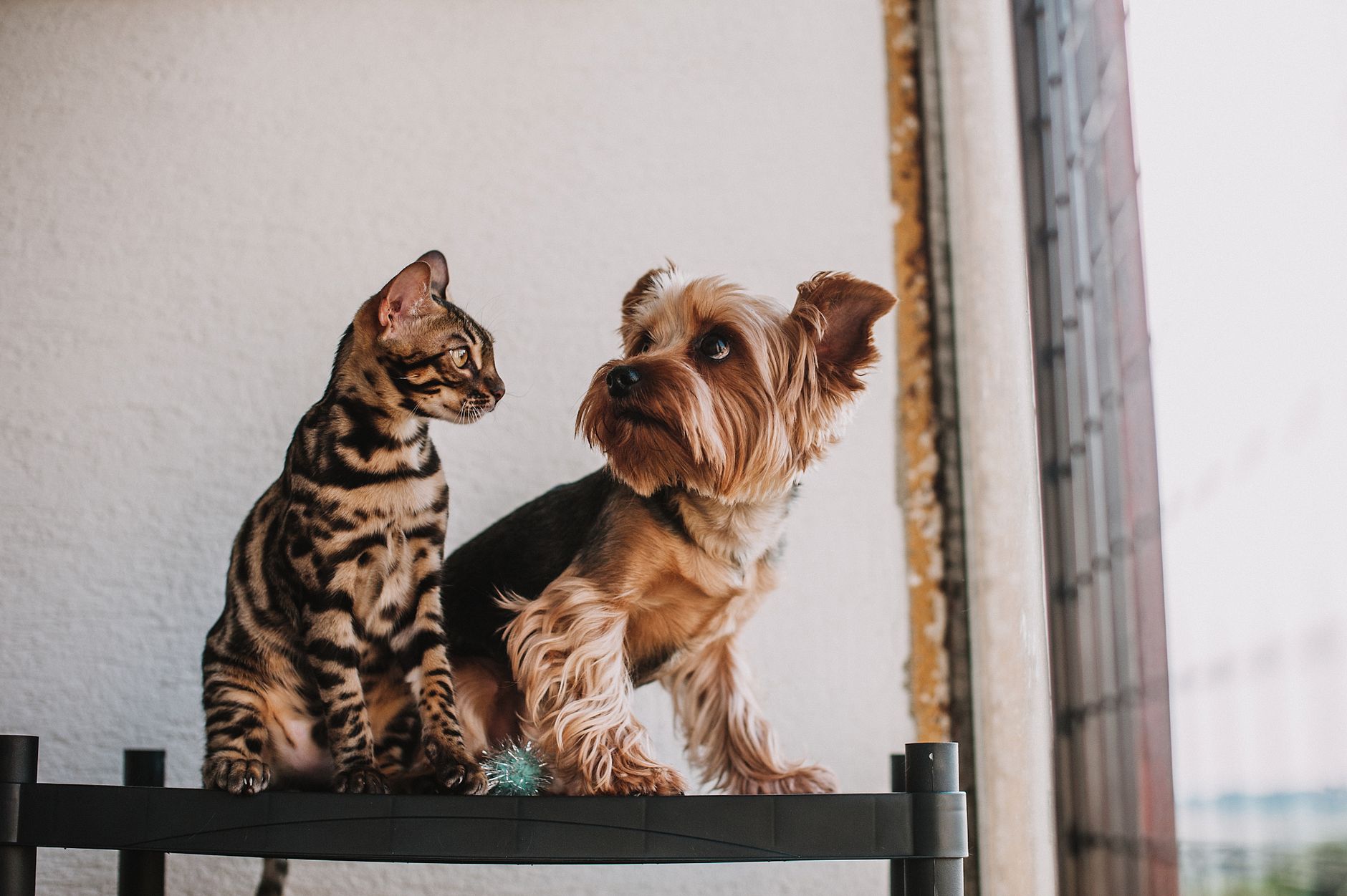 Assurance pour animaux à Toulouse